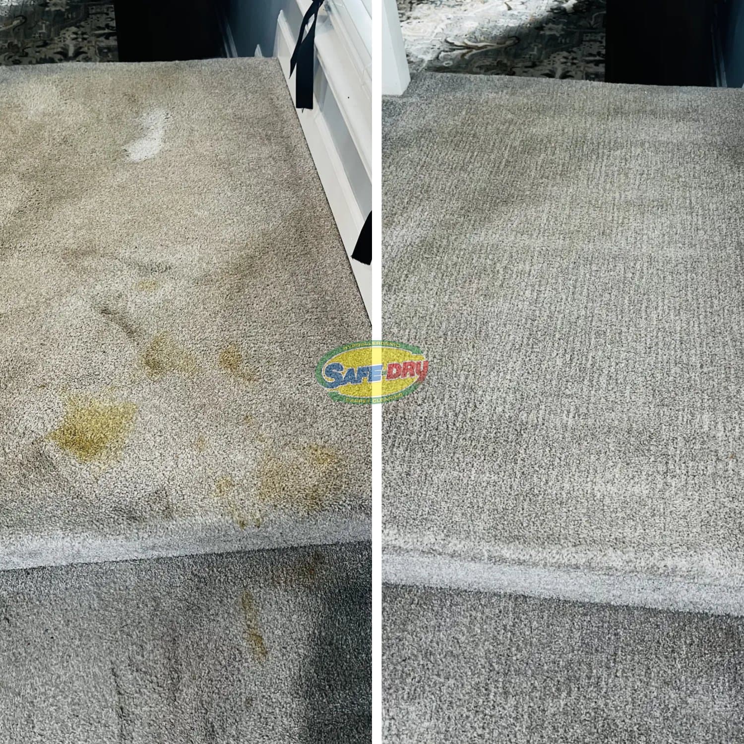 Homemade and Professional Solutions for Pet Stains