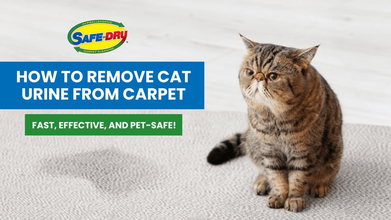 Why Carpet Cleaning with Pet Odor and Stain Removal Requires More Than Surface Cleaning