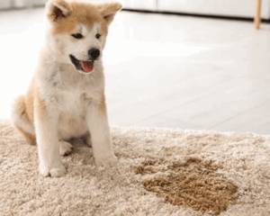Pet stains on carpet