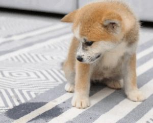 Pet stains on carpet