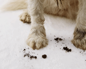 Pet stains on carpet