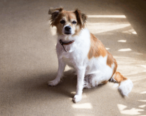 Pet stains on carpet