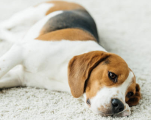 Pet stains on carpet